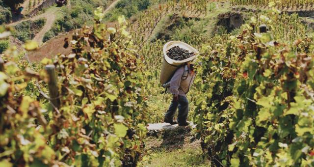 Vins rouges Languedoc-Roussillon