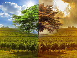 Quel climat pour les vignes ?