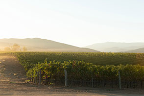 Les différents types de viticultures françaises