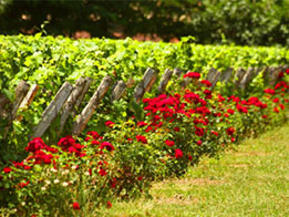 Pourquoi planter des fleurs dans les vignes ?