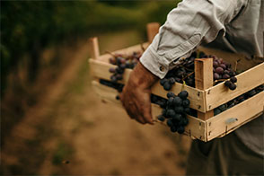 Redécouvrez l'éclat des cépages oubliés