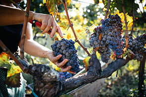 Découvrez les trésors cachés des cépages bordelais