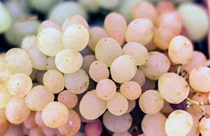 Les cépages oubliés reviennent sur le devant de la scène