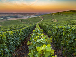 Les principaux cépages de la Champagne et leurs caractéristiques