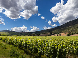 Partez à la découverte du vignoble Chilien