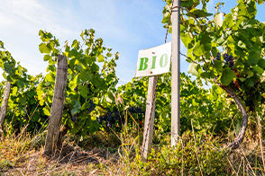 Les différents types de viticultures françaises