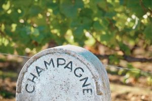 Les principaux cépages de la Champagne et leurs caractéristiques