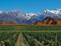 Les vignobles les plus insolites du monde