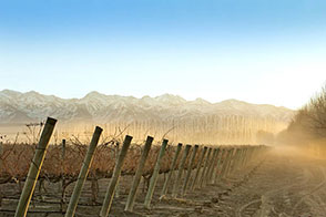 Qu'est ce que le vin de glace ?