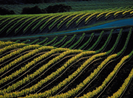 Balade dans les vignes : 5 domaines à visiter absolument en 2025