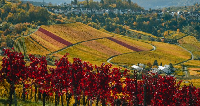 Promotion Vallée du Rhône
