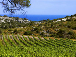 Les principaux cépages du Languedoc et leurs caractéristiques