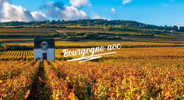 Bourgogne aoc