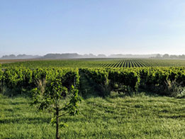 Le vignoble Bordelais