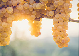 Reconnaître le cépage d'un vin