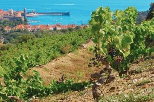 Les principaux cépages du Languedoc et leurs caractéristiques