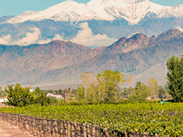 Zoom : Les vignobles en altitude
