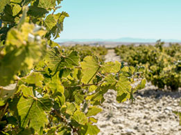 Vins espagnols, suivez le guide !