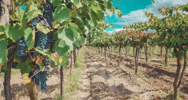 Vignoble en altitude Argentine