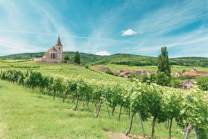 Vins d'Alsace : guide des Cépages, Terroirs et Appellations