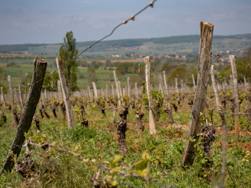 Comment se classent les vins de Bourgogne ?